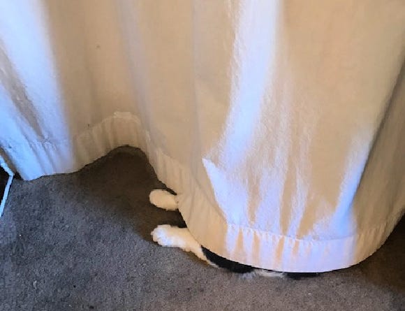 White curtain with two white paws sticking out from under it.