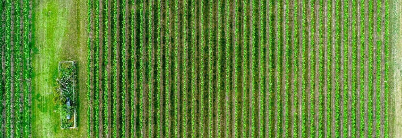 ai agriculture