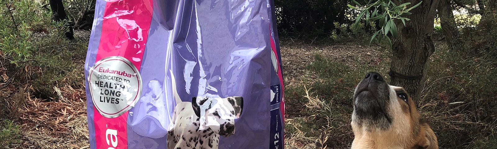 Small puppy next to big bag of dog food.