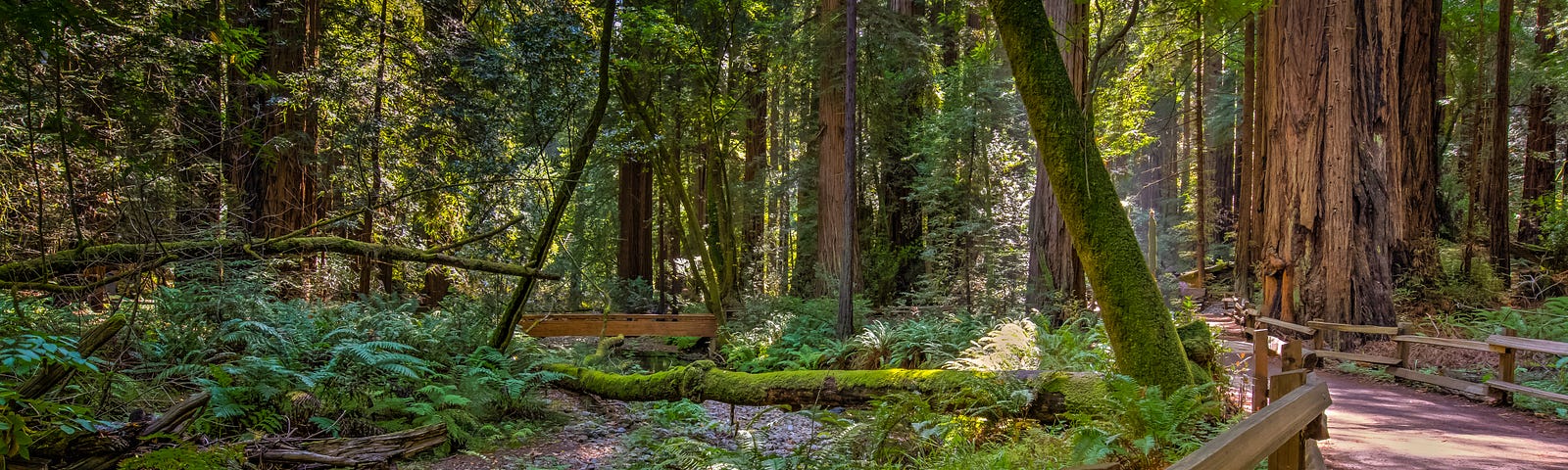 Living the Hero’s Journey in Muir Woods.