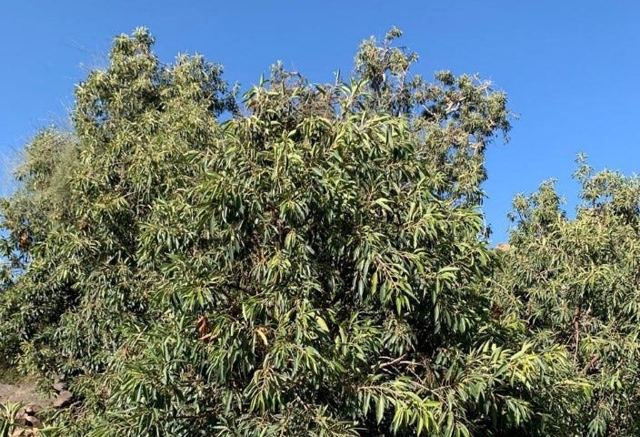 Full Ficus cordata ssp. Salicifolia in its natural habitat