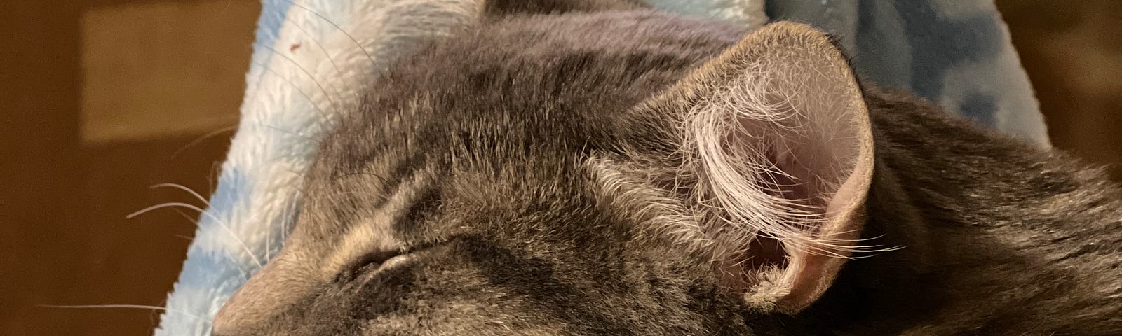 Gray tabby kitten sleeping soundly on blue fluffy blanket.