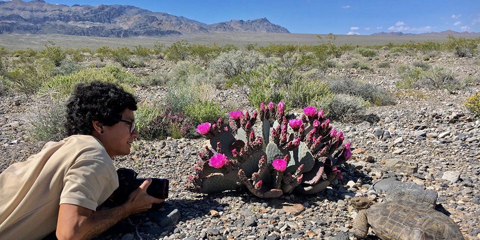 Peter Pearsall filming desert tortoises (Gopherus agassizii) at Desert National Wildlife Refuge.