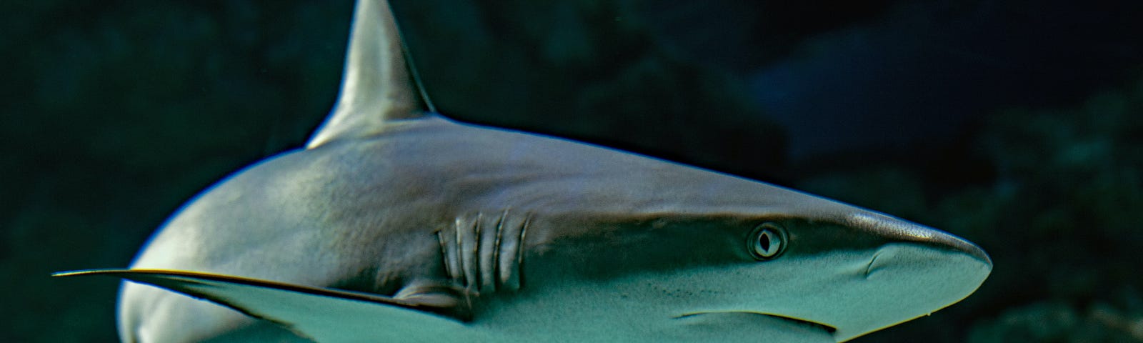 Image of a shark (David Code, Unsplash)