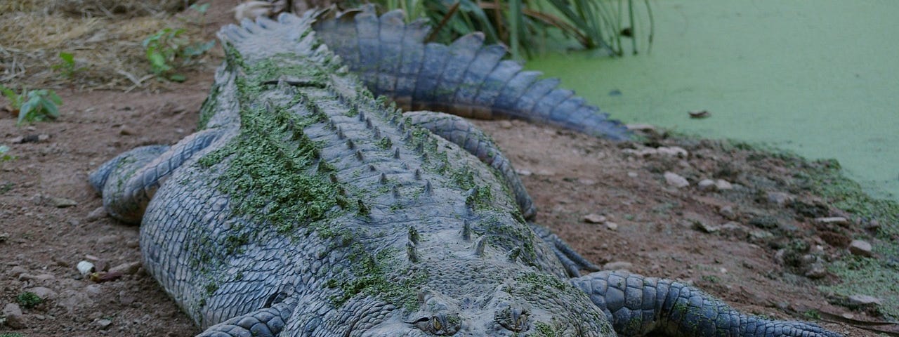 A large saltwater crocodile laying on a river bank.