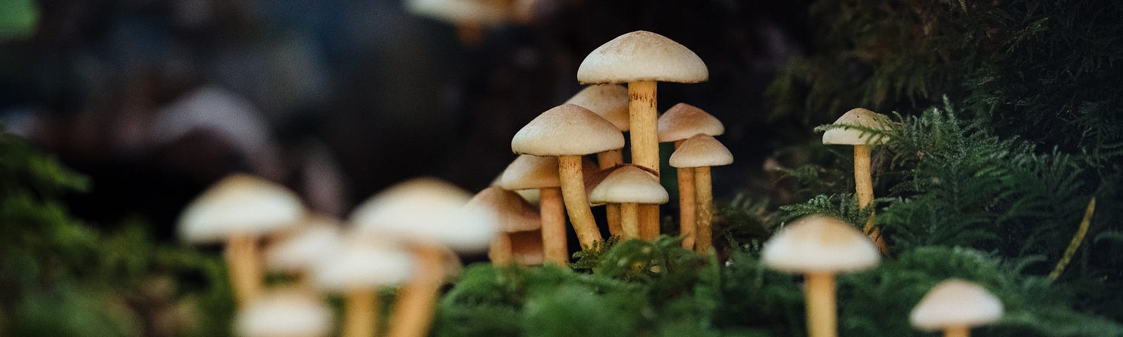 tiny mushrooms under a log, above moss