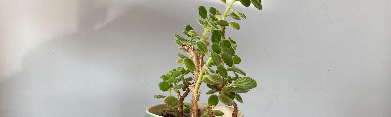 Cuban Oregano in an oversized mug