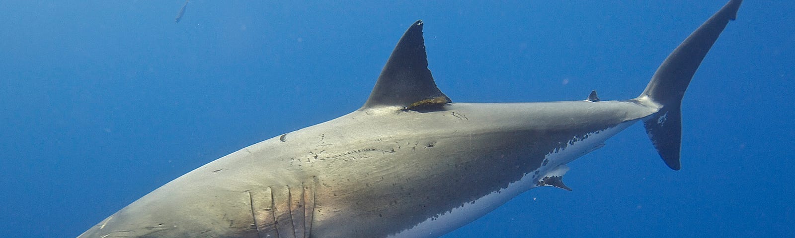 The Great White Shark off the coastal waters of Maine. Elias Levy — Flickr