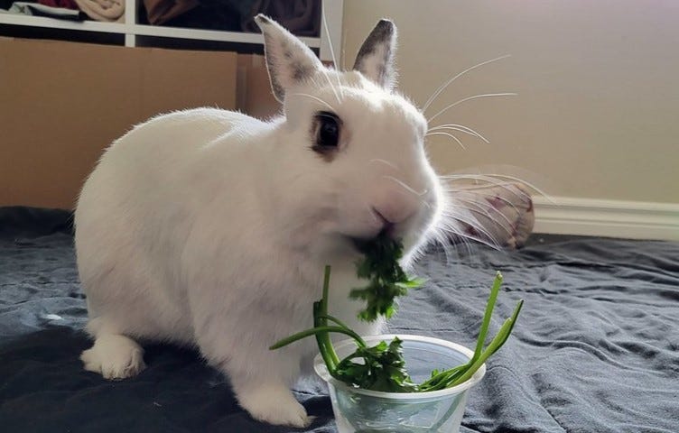 George, a white rabbit with brown markings on his ears and around his eyes, sits in front of a plastic cup of parsley. A large green clump of it is hanging from his mouth, mid-munch.