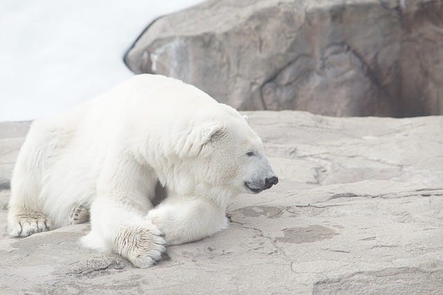 polar bear reclining