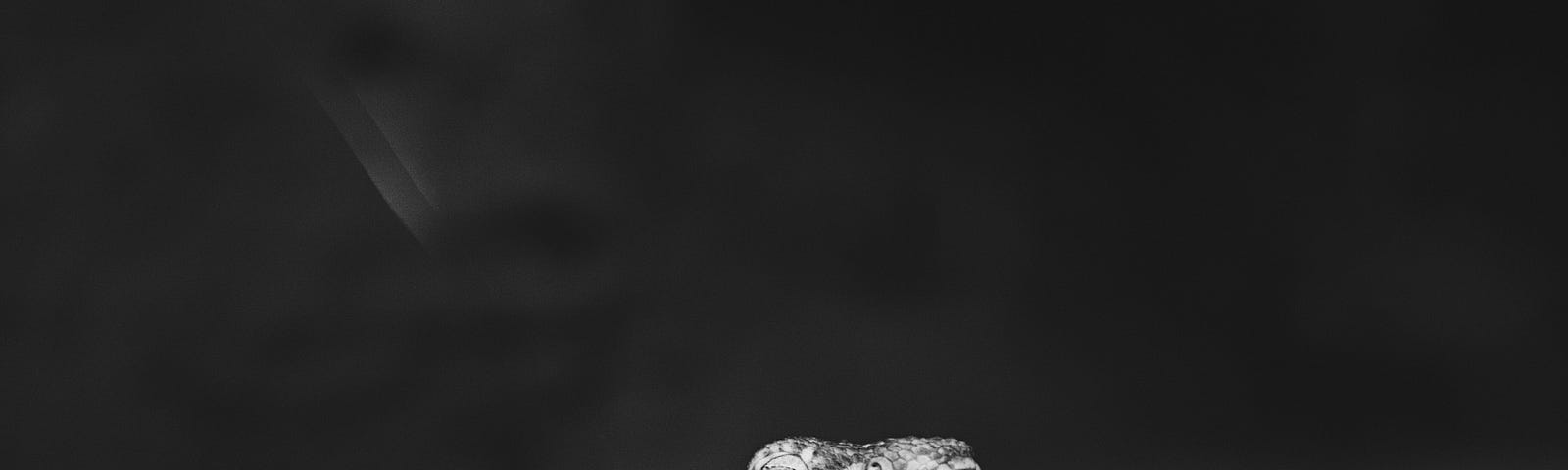 Greyscale photo of bearded dragon on a wooden log.