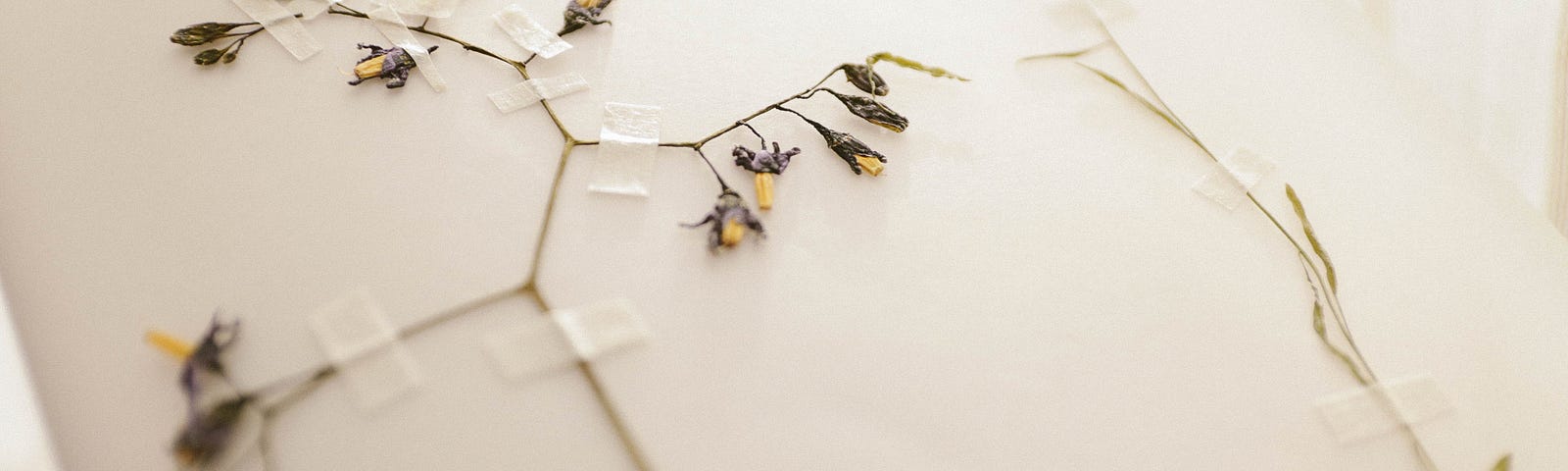 Dainty dried flowers taped to a white page