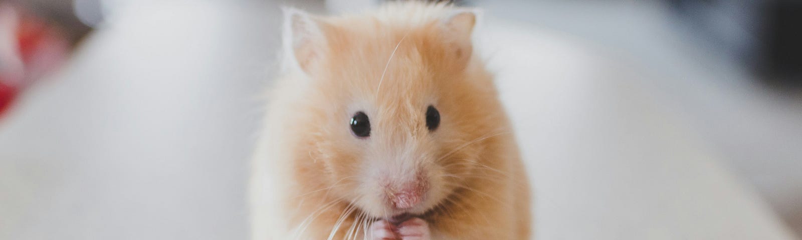 A tiny hamster holds his front paws together
