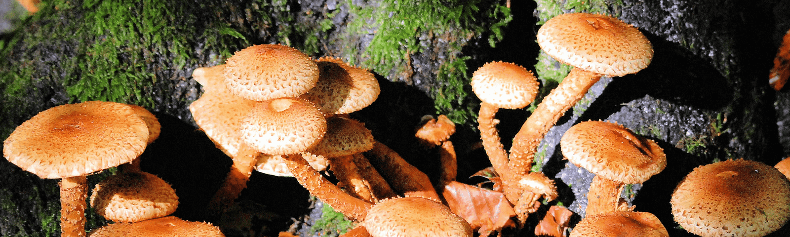 fungi tower trees over a tree stump for the article Fungi: From Medicine to Environmental Heroes Harnessing Fungi for a Healthier and More Sustainable Future by Gem Blackthorn