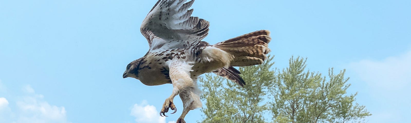 A broad-winged hawk in flight, having just taken off and somewhat low in the air still, so the shot is close and you can see the hawk’s feathers, claws, beak, eye, and so on. A house, tree, and fence in the background.