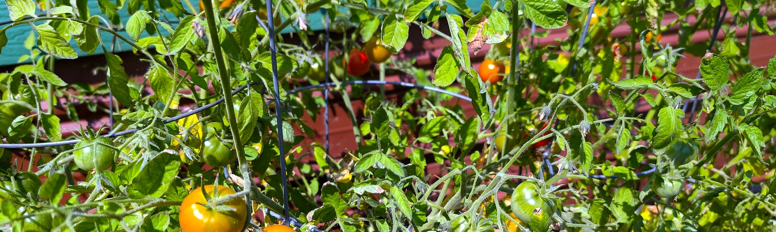 Ripening tomatoes hang from vine-covered plants with lush green leaves. The plants are positioned in front of a wall painted green on top and reddish brown on the bottom.