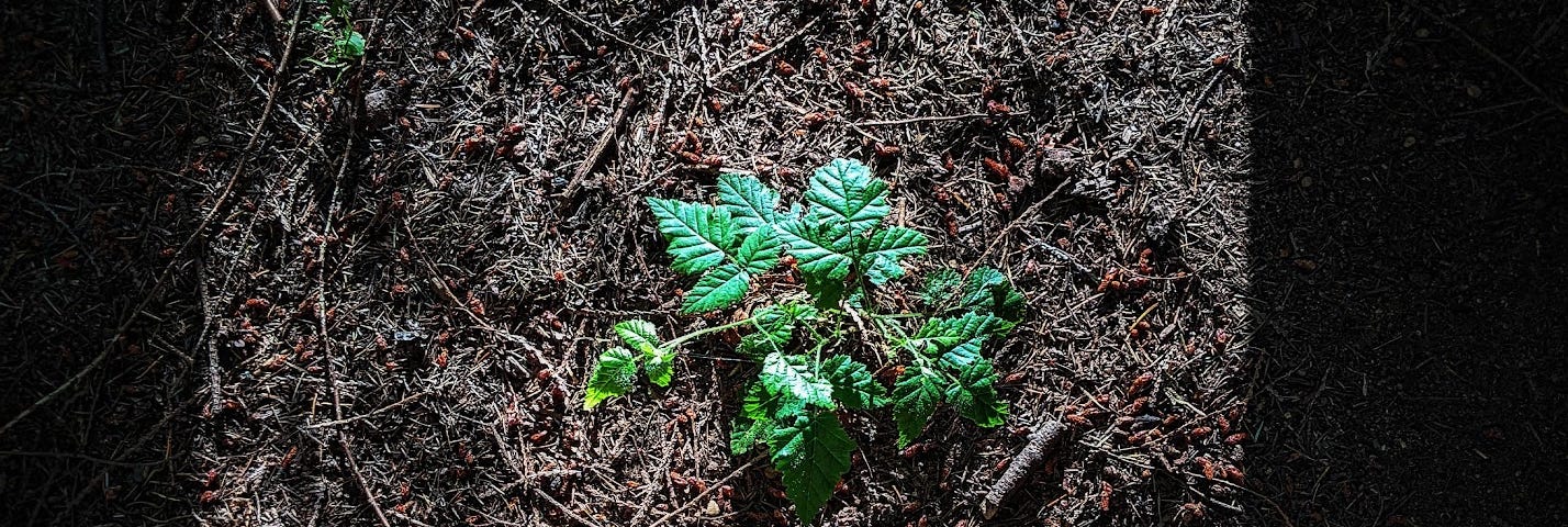 A small blackberry sprout grows in a pocket of light deep in the forest.