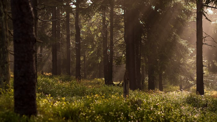 Photo of sunrays filtering through the forest.