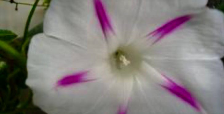 Macro photo of the inside of a white and purple Morning Glory bloom fully opened.