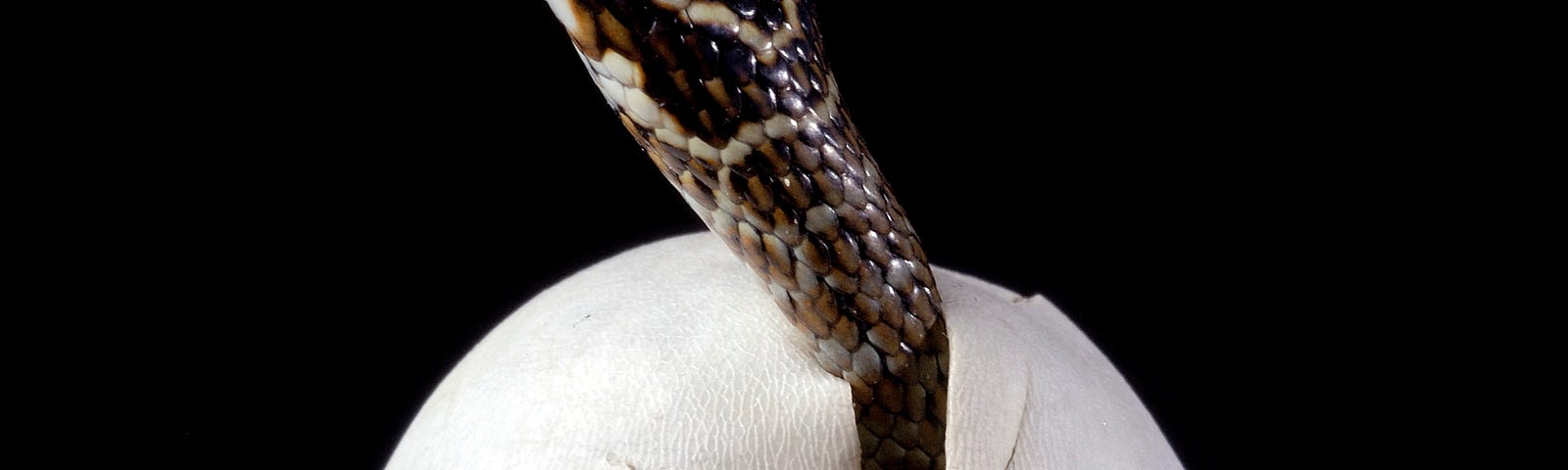 snake hatching from egg.