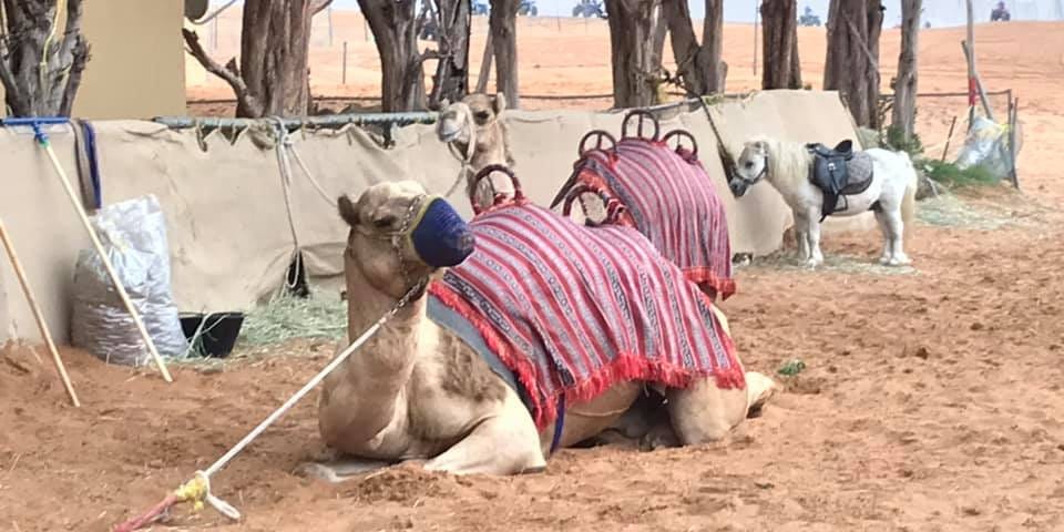 Camels, UAE