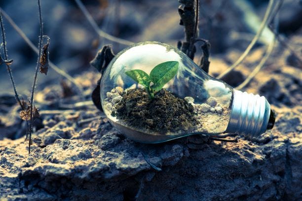 A light bulb with dirt and a budding plant within it