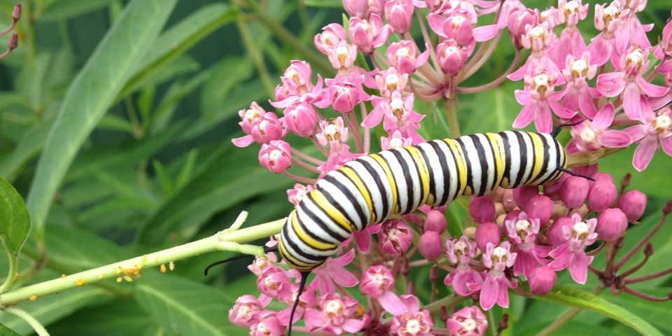 Large monarch larva on pink flowers of rose milkweed surrounded by green leaves.