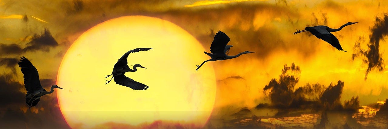 Herons flying in the sun. This image shows the freedom of the birds being in their true nature.