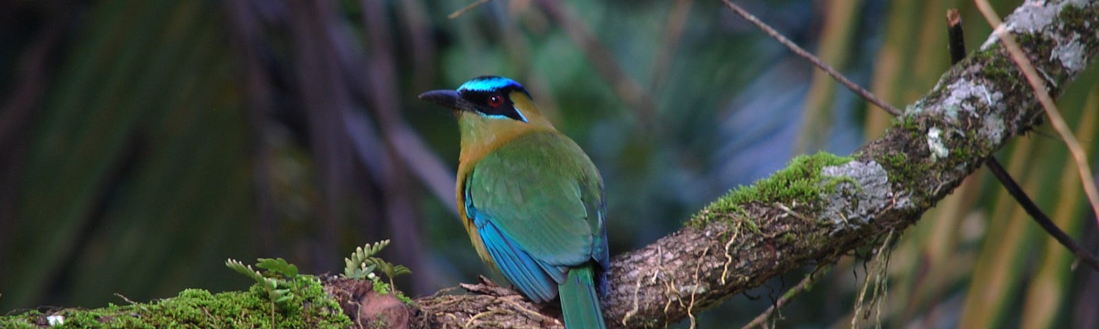 Photo of a bird. The common name is Blue-crowned motmot.