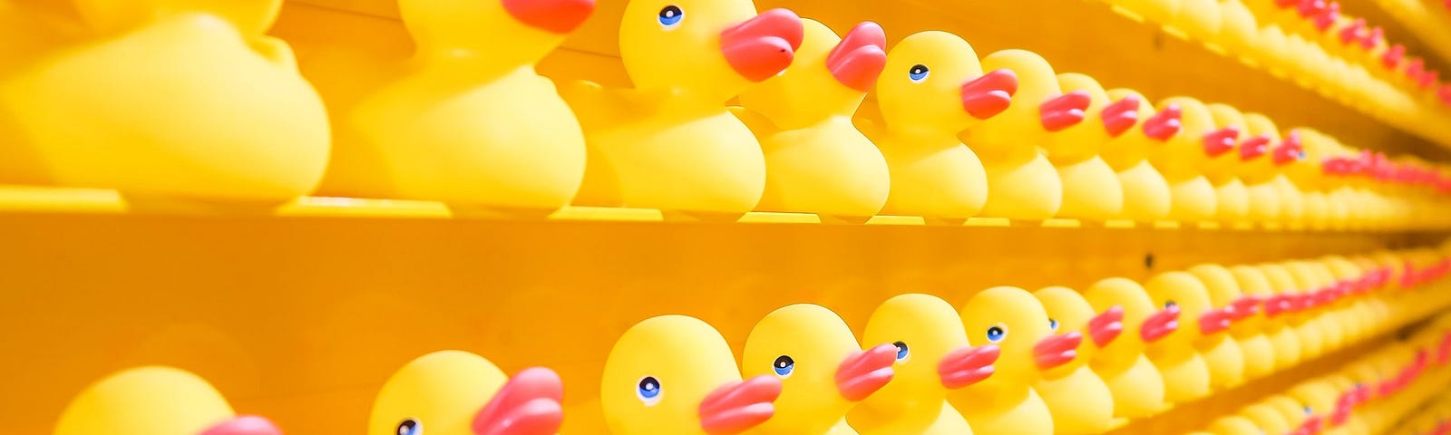 Yellow ducks in rows