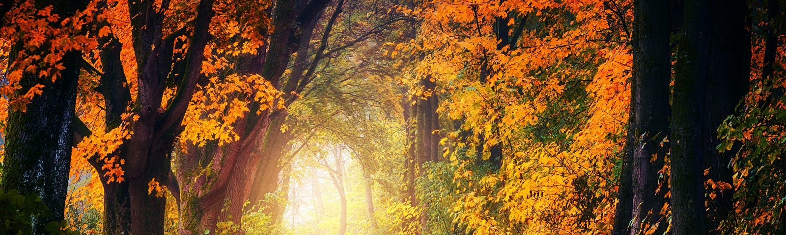 Autumn-leaf-littered path in a forest with the sun in the horizon.