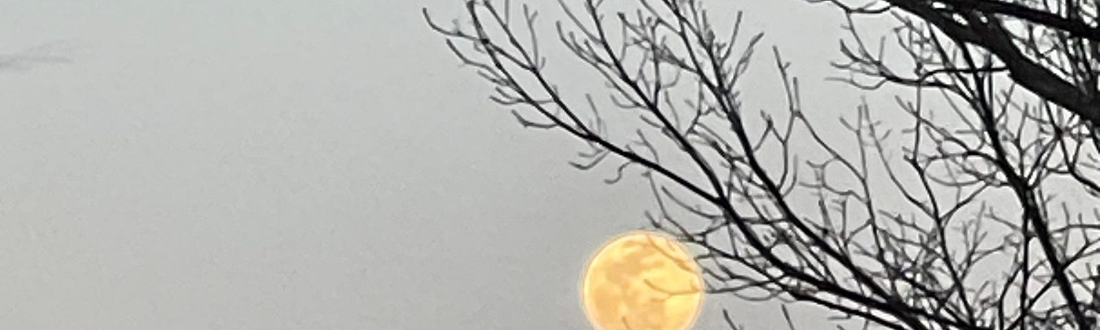 Full moon snagged in a tree branch.