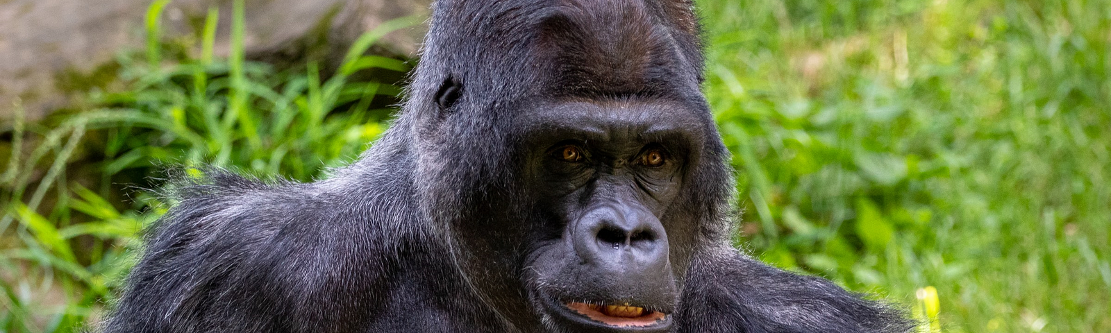 Gorilla in grass with log in background