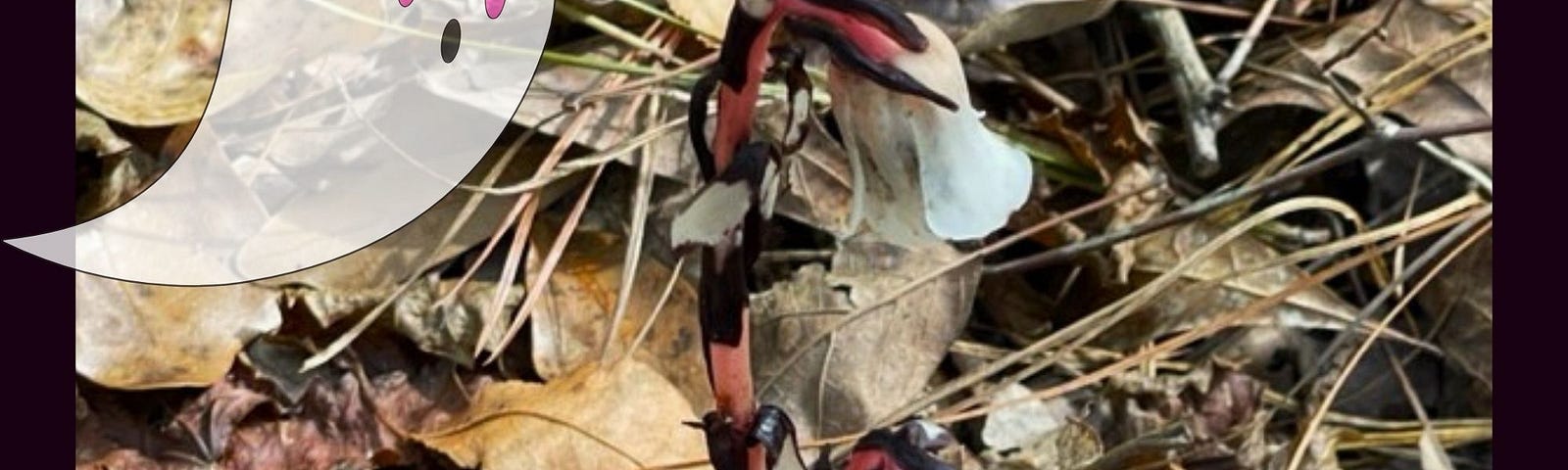 An elusive ghost plant, aka ghost pipe or Indian pipe, is nearly invisible amongst the fall leaves. A translucent, white flower hangs from a brown and salmon-colored stem. A cartoon ghost looms in the upper left corner.