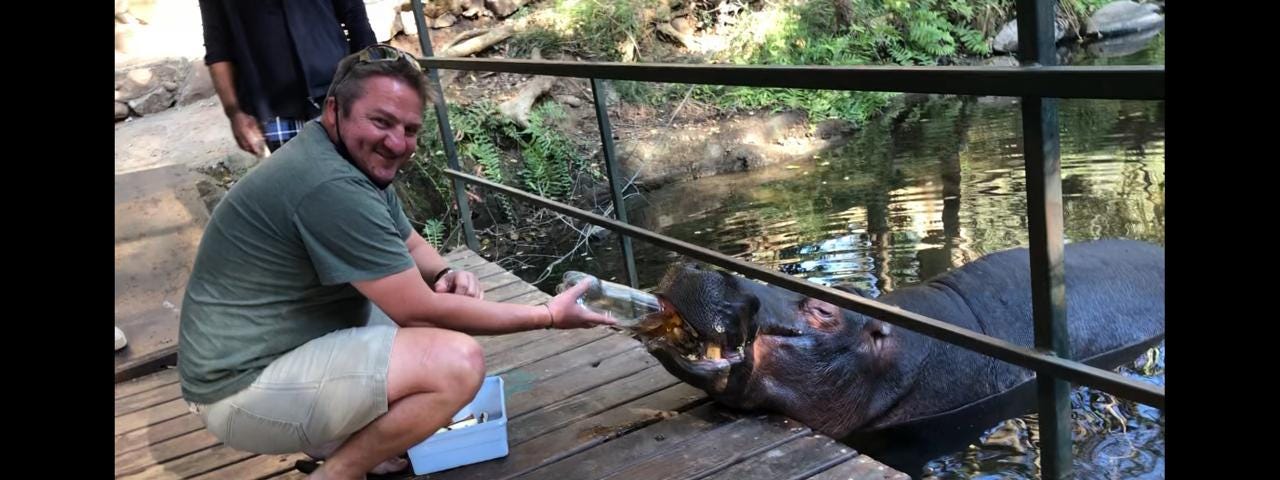 Me feeding a tame hippo rooibos tea