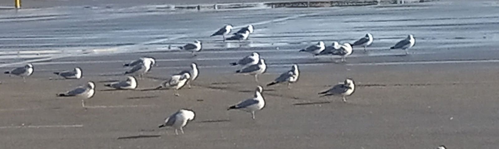 Seagulls on a parking lot.