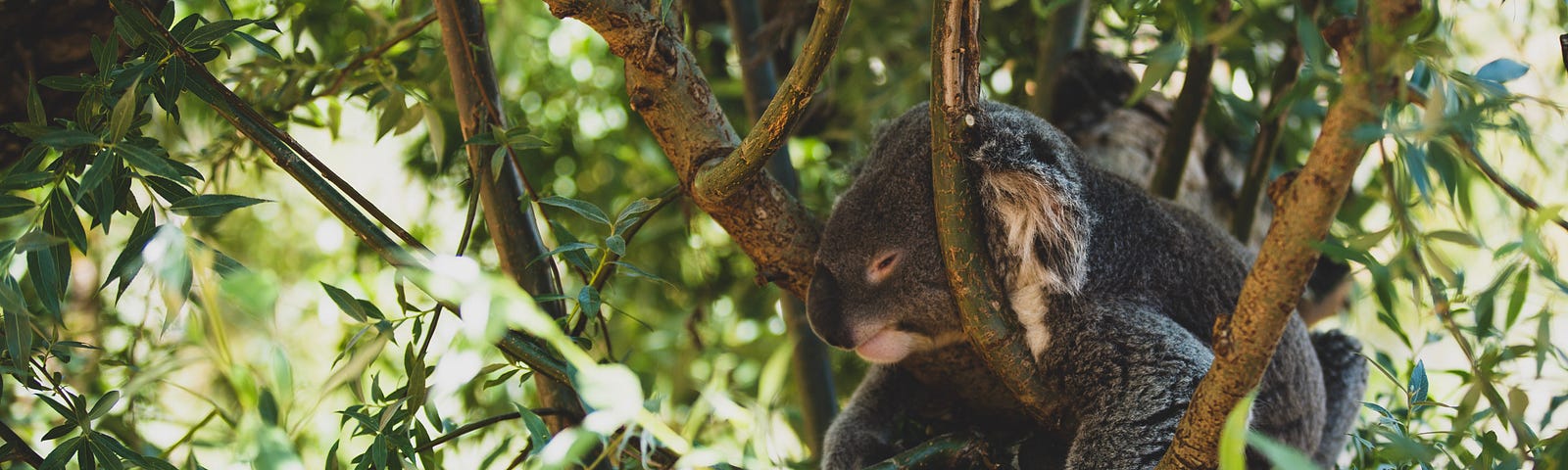 Koala Bear resting on a Tree