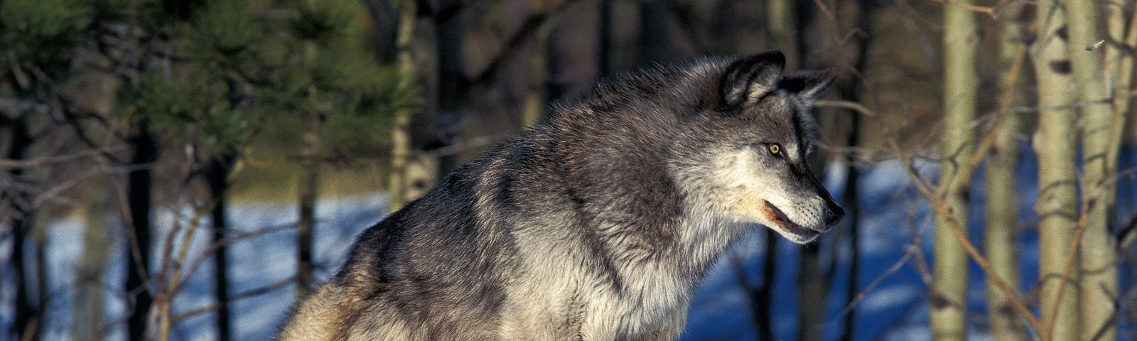 A wolf runs through snow in the woods. Depositphotos.