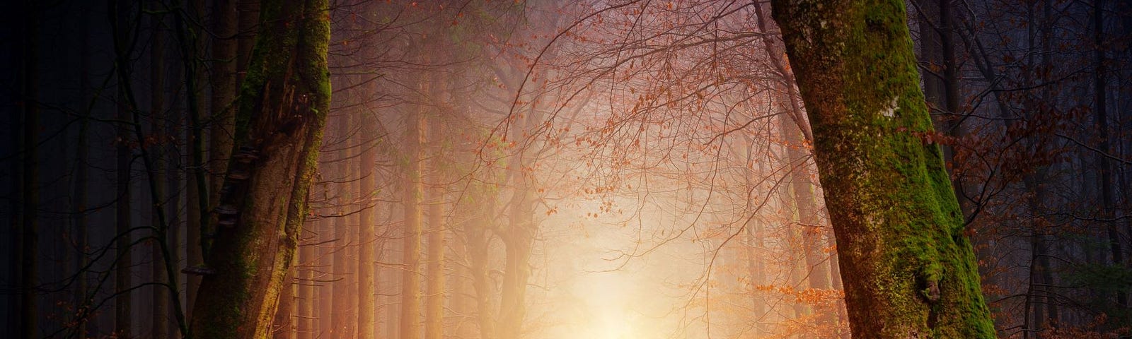 A foggy path in the woods, backlit by the sun.