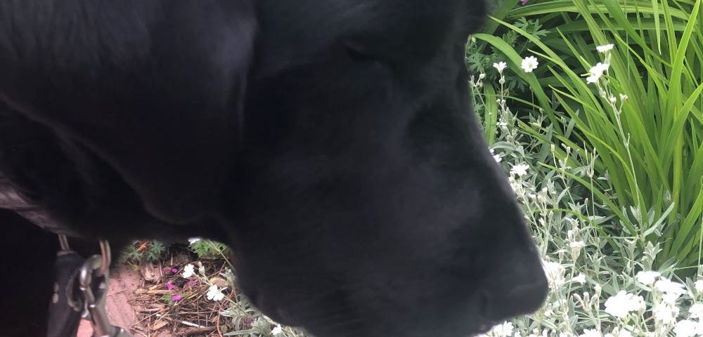 Black lab close up of the dog smelling the flowers