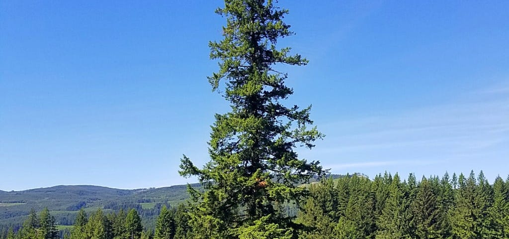 A tree standing tall in the middle of a forest.