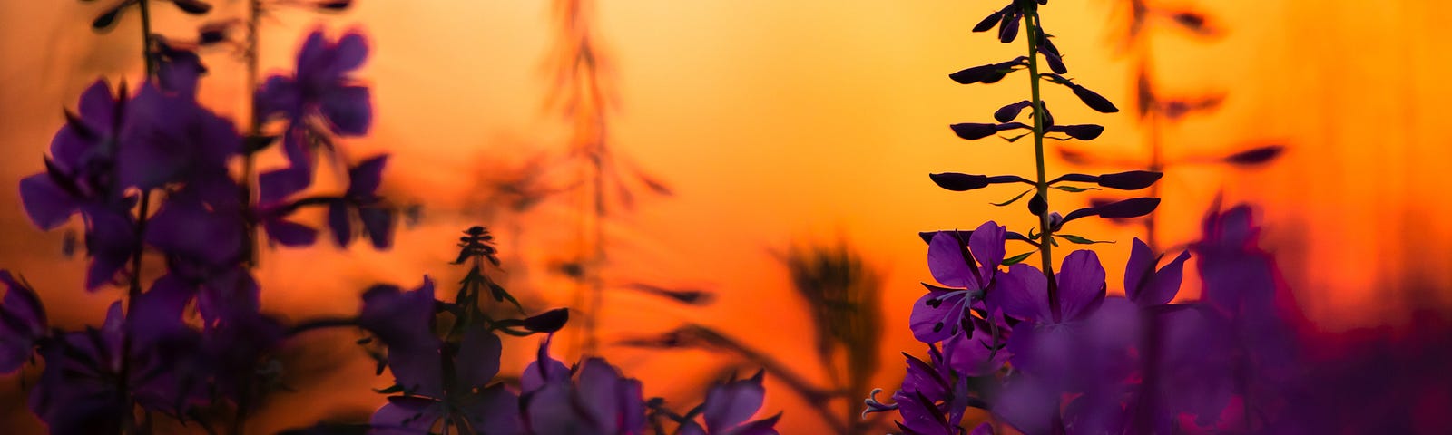 fireweed up close at sunset