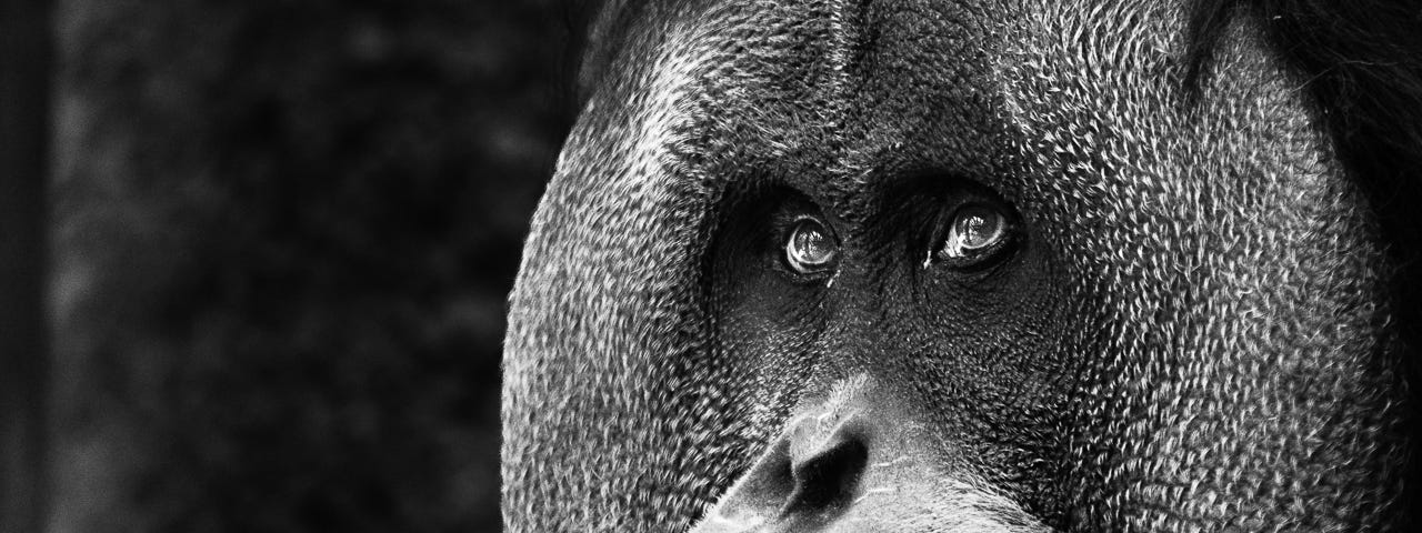 Black and white image of an orangutan whose eyes seem to speak of a deep sadness.