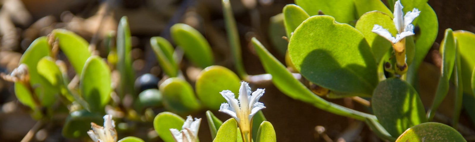 Close-up of naupaka papa (Scaevola coriacea, dwarf naupaka) plant. Dainty white half-flowers, small round dark purple fruit, and rounded green succulent leaves.