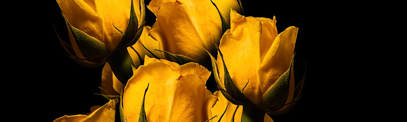 A close-up of a bunch of yellow rose buds against a black background.