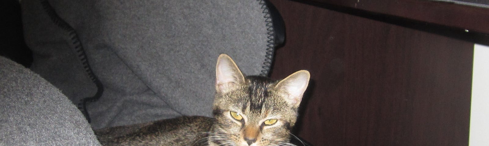 Photo is of my cat Harper Lee as a kitten. She’s sitting on a chair judging me.