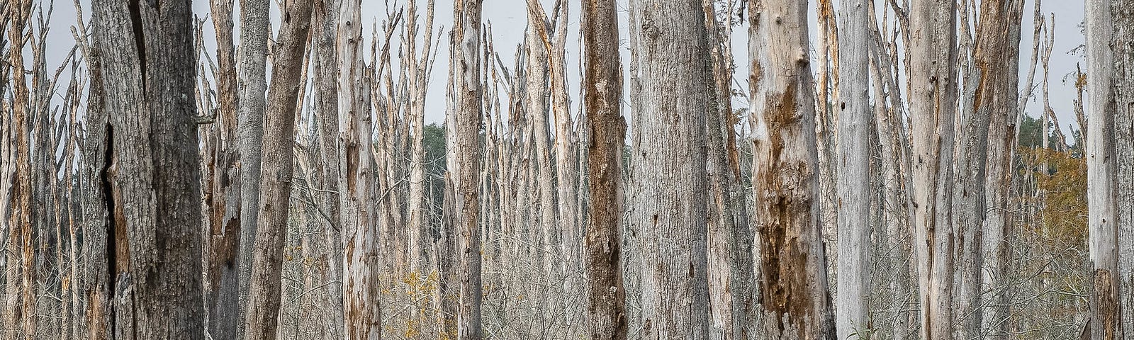 Vertical dead tree stumps across the swamp in Blackwell, Arkansas. The forest floor below the swamp is carpeted with yellow wild flowers.