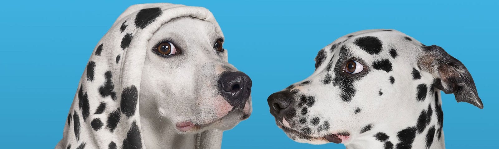 A spotted Dalmatian looks at a white dog in a hoodie with Dalmatian spots.