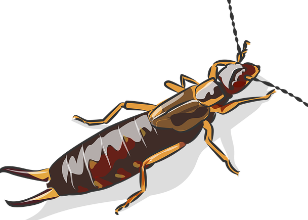 Image of an earwig