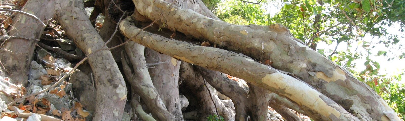 Sycamore tree roots exposed by erosion.